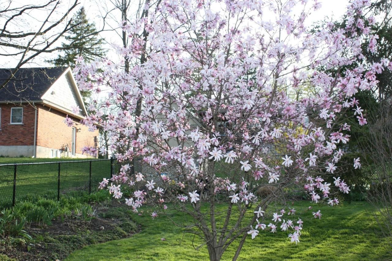 Carrousel Bed & Breakfast Cayuga Kültér fotó